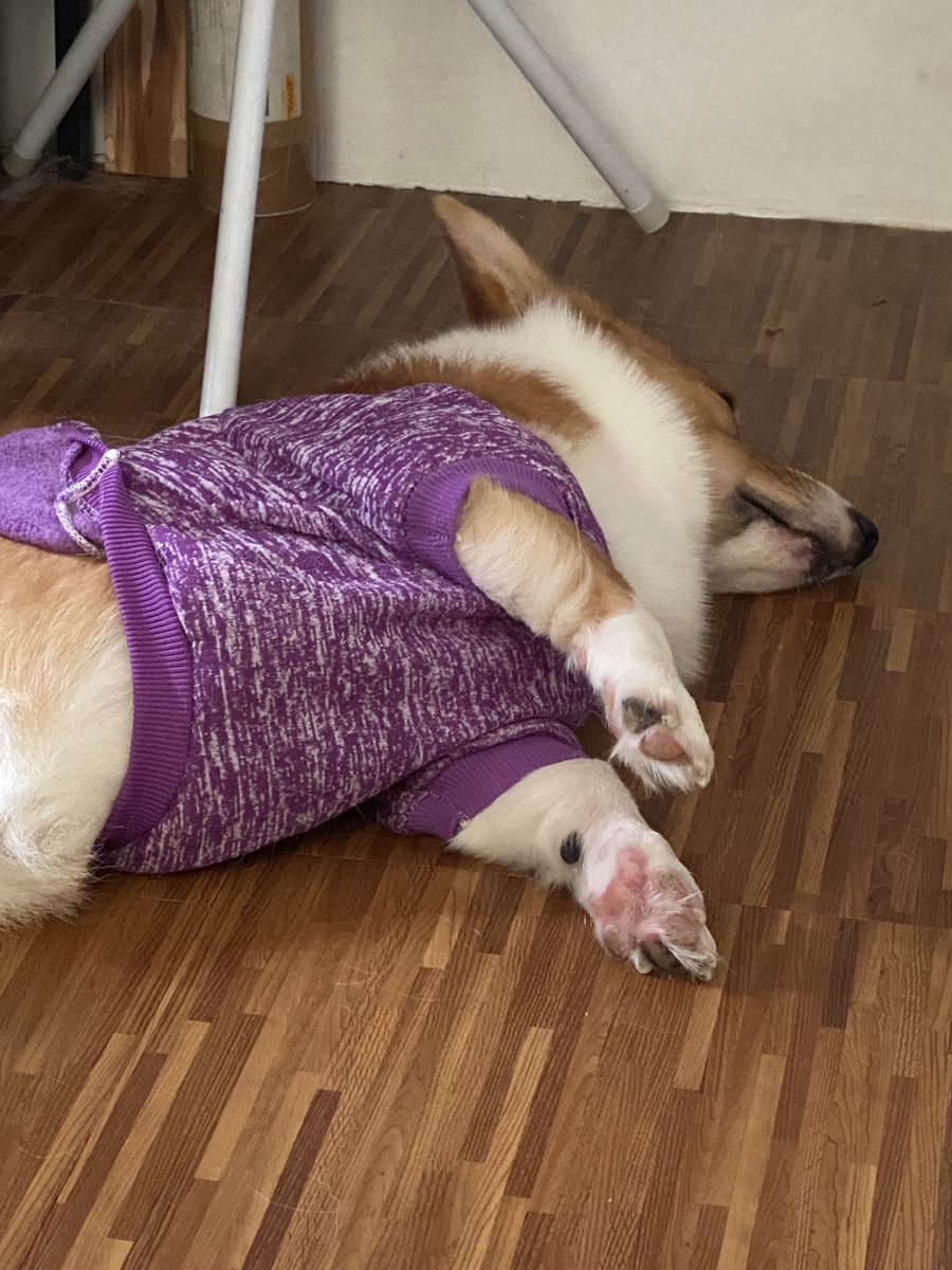 WinonAntonine's tweet image. Floating toe beans! 🐾 😂 #ChonkProblems