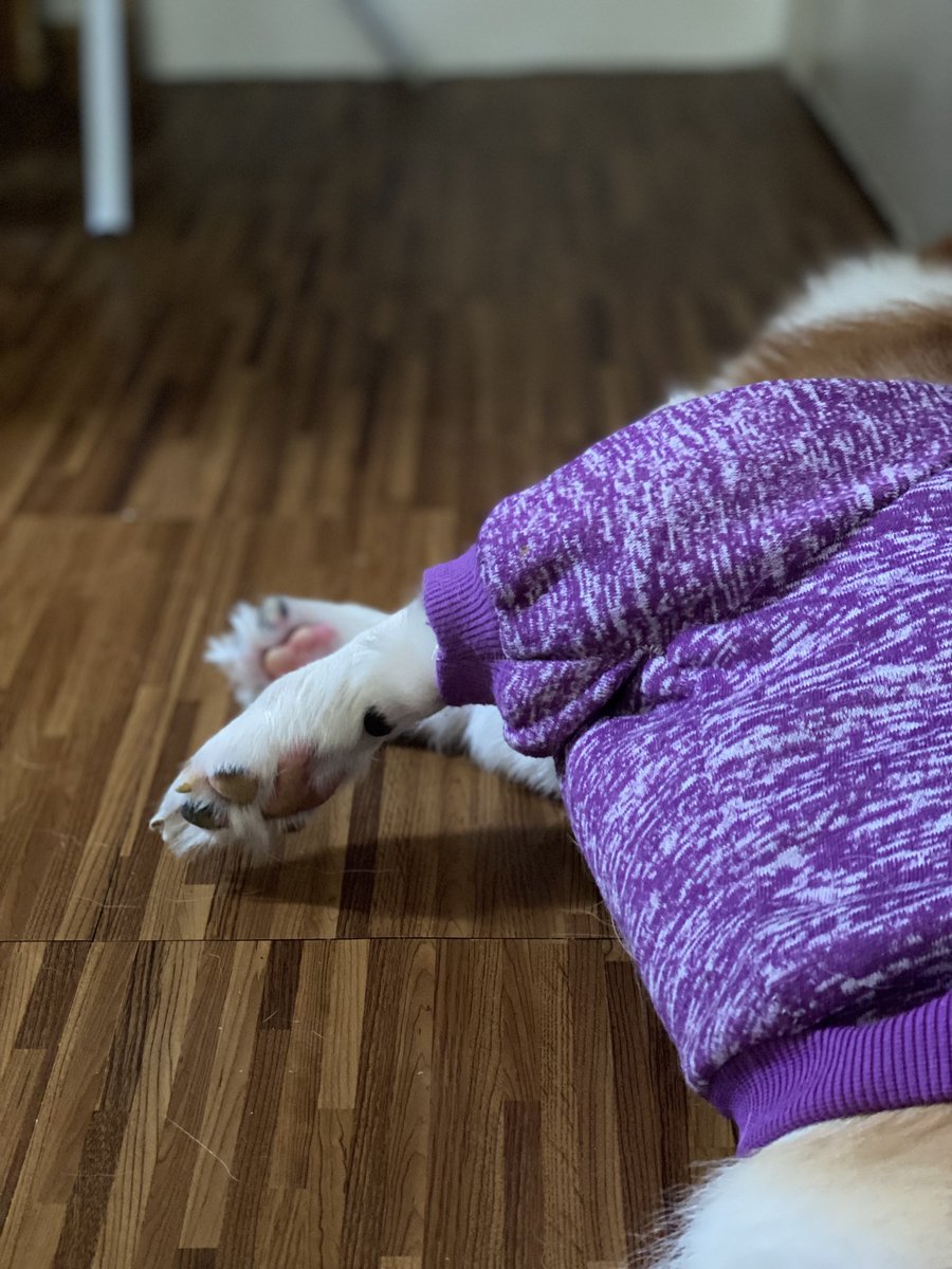 WinonAntonine's tweet image. Floating toe beans! 🐾 😂 #ChonkProblems