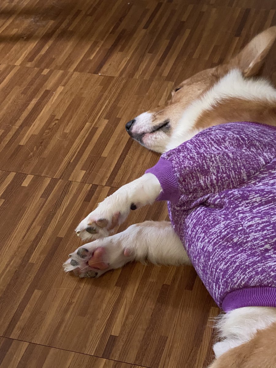 WinonAntonine's tweet image. Floating toe beans! 🐾 😂 #ChonkProblems