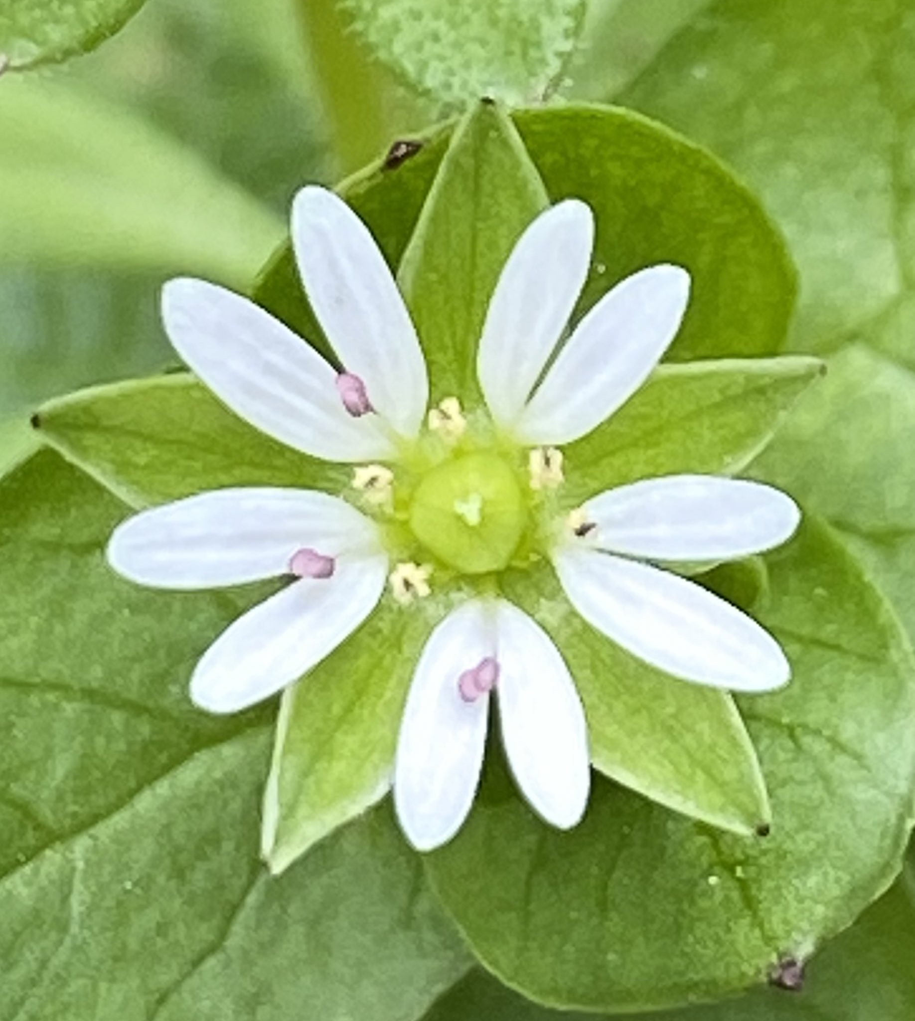 ハコベ Twitter Search Twitter