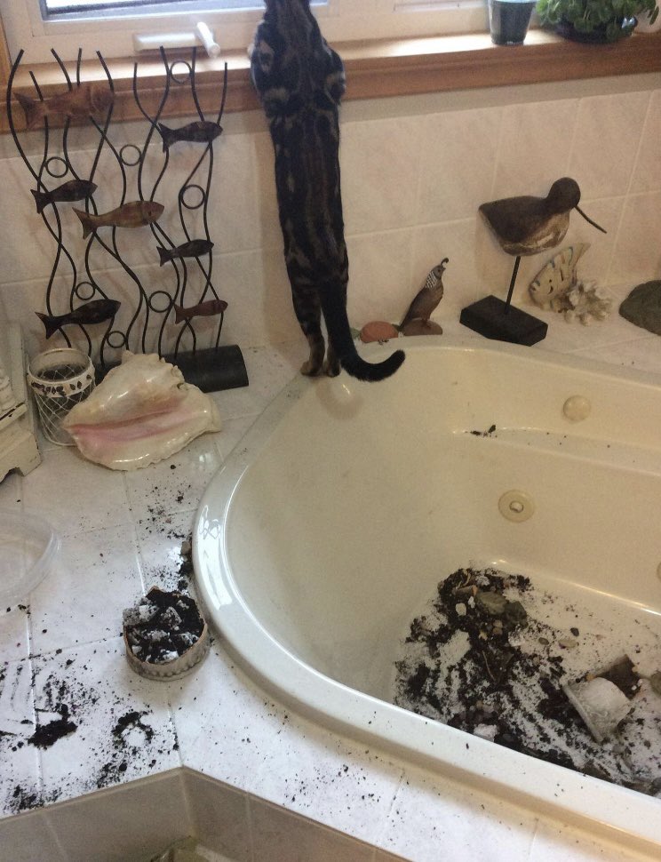 kellybug's tweet photo. โItโs ok mom I GOT THIS!โ killer bird flying by and Jez had to get there STAT. #sillyGirl #protectorFromCrows #cleanUp #youthinkyouhavetime #catsOfTwitter #bengalcat https://t.co/ygn2gJvAIA