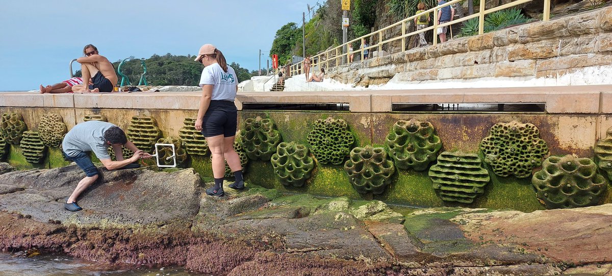 Greening the seawall at Fairy Bower #Manly. Our students from @Macquarie_Uni are surveying the growth on our panels