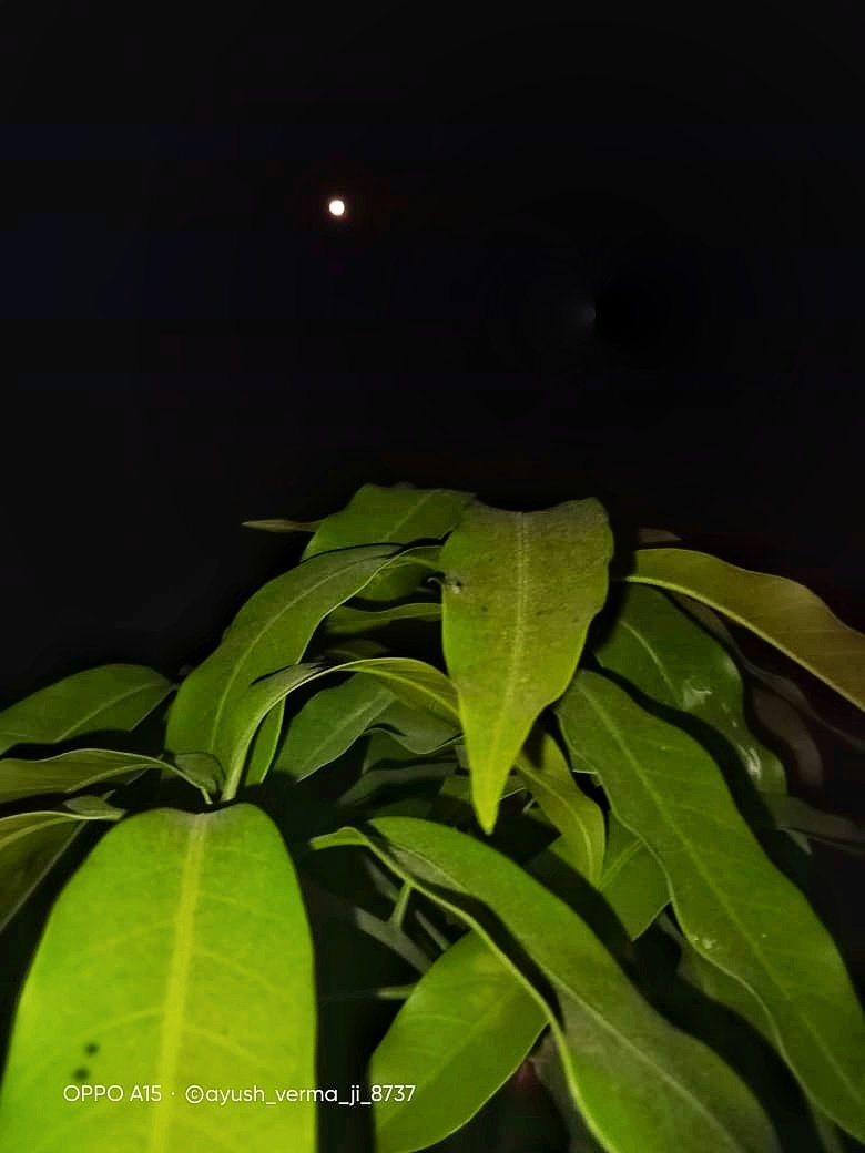 ayumay_team's tweet photo. Night ����....
Kisko night achi lagti hai....
#photo #plants #moonshot 
#darknight #earthquake 
#TheKashmirFiles #Trending 
RT &amp; LIKE IF YOU WANT🤫 https://t.co/vHXnrebsTI