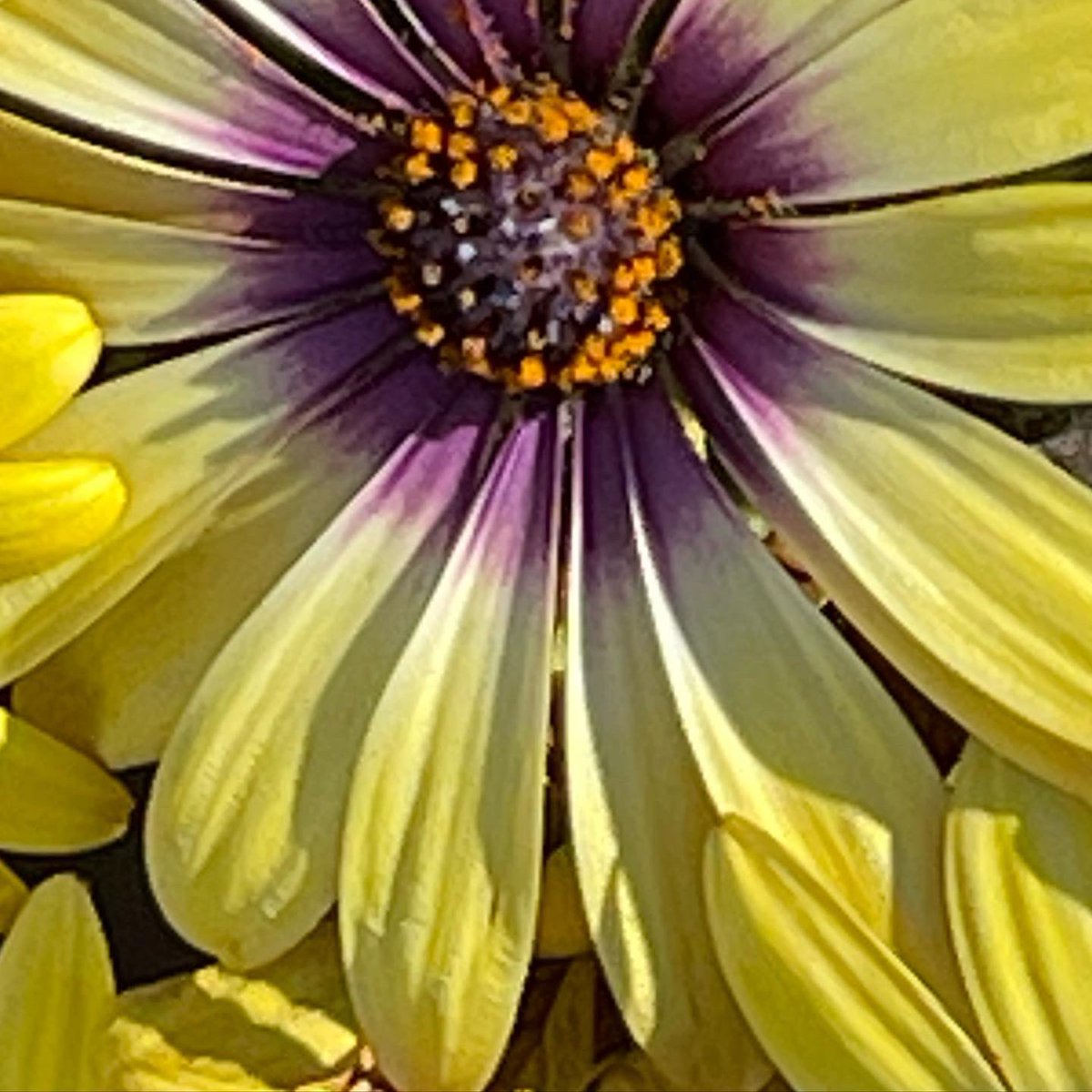 Jeannyu's tweet photo. Spring flowers in Orange County. https://t.co/3IHNTFh2Ol
