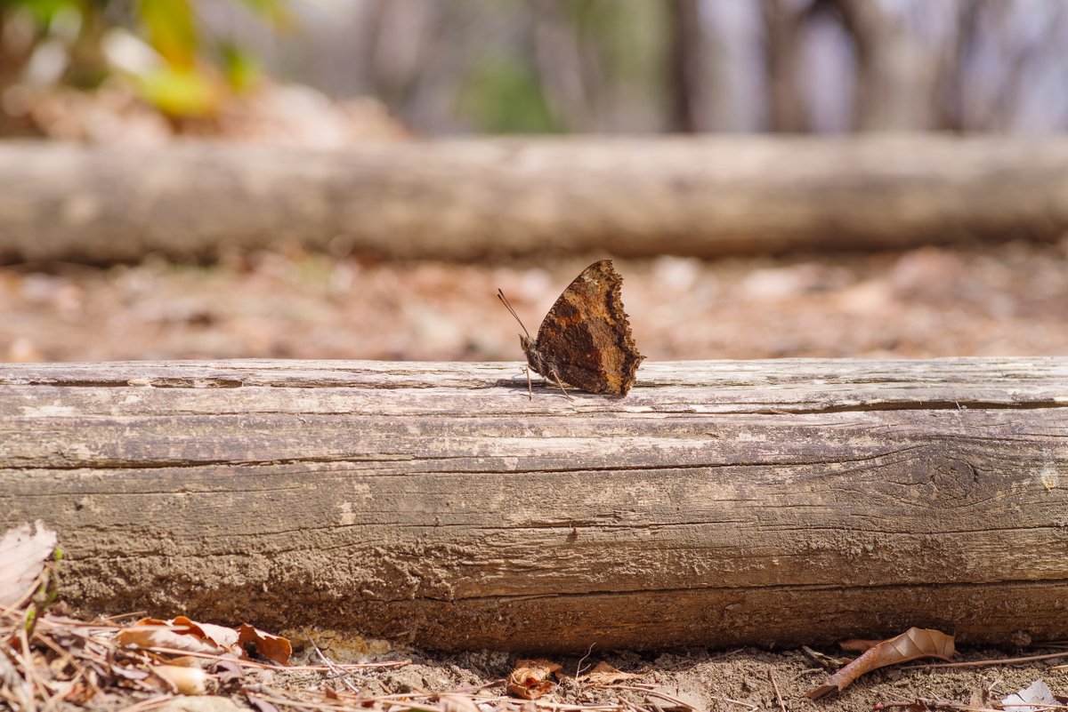 Lethe_sicelis's tweet photo. #ヒオドシチョウ #緋縅蝶 (Nymphalis xanthomelas japonica)
#LargeTortoiseshell
#蝶 #butterfly #JAPAN https://t.co/FwFR8vbRlk