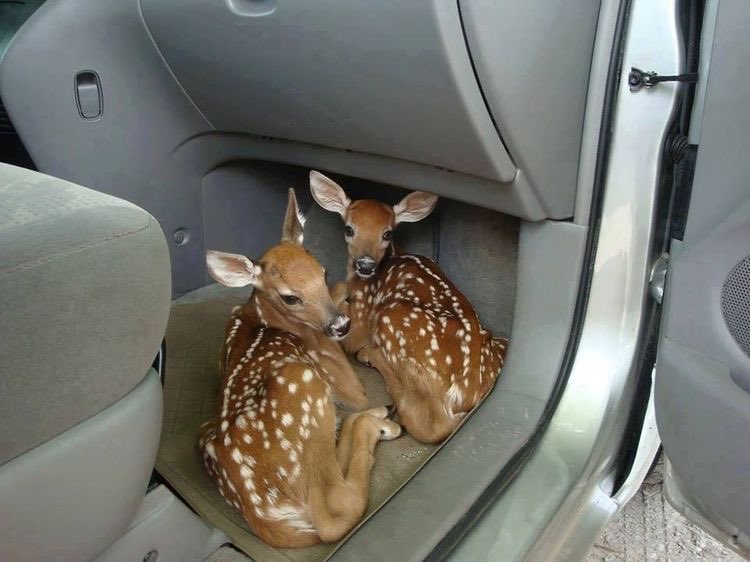 DeerHourly's tweet photo. https://t.co/UO43arpltf