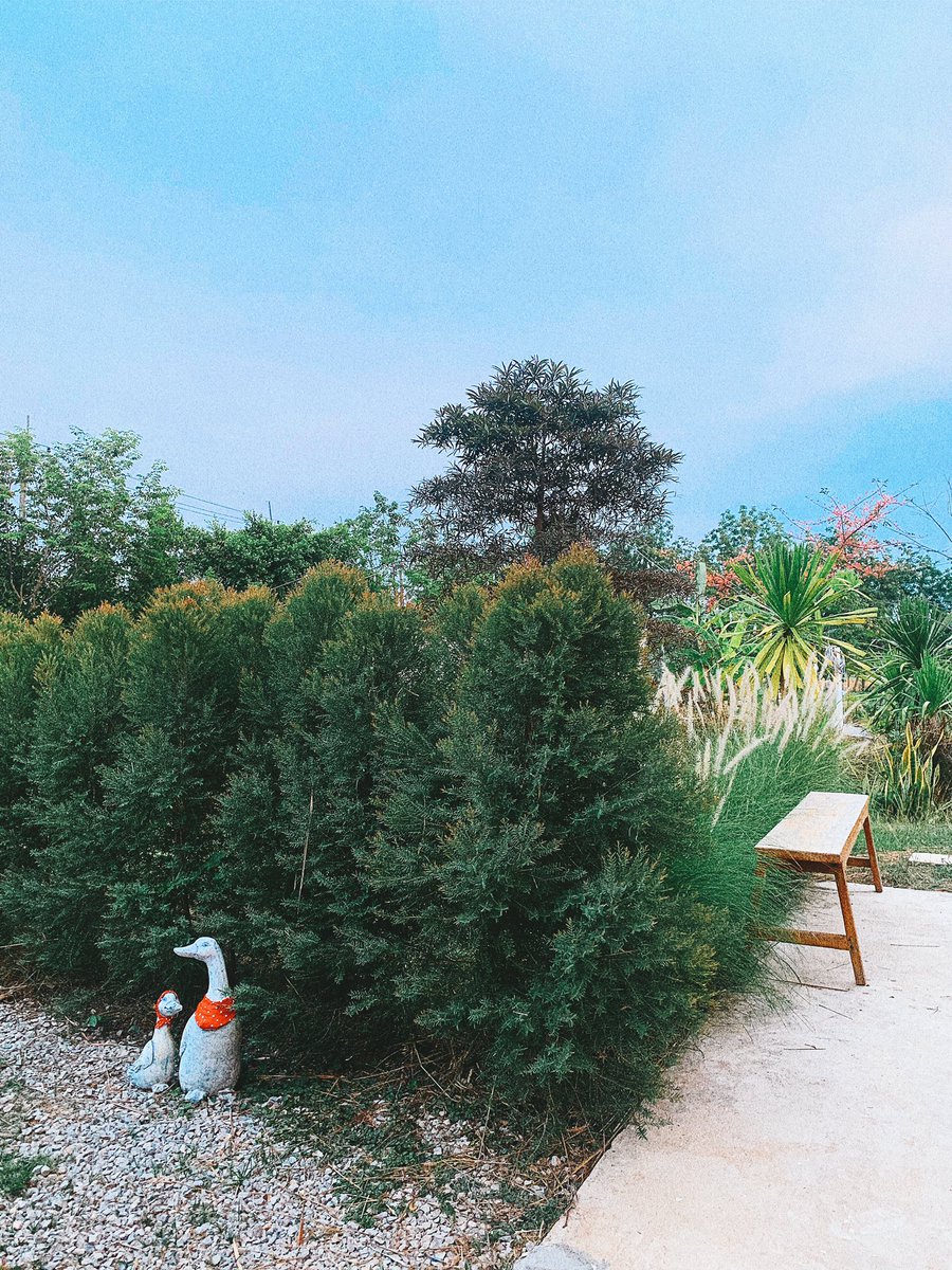 neglectgood's tweet image. #choocafe #คาเฟ่ #coffeeyouneed 🪴