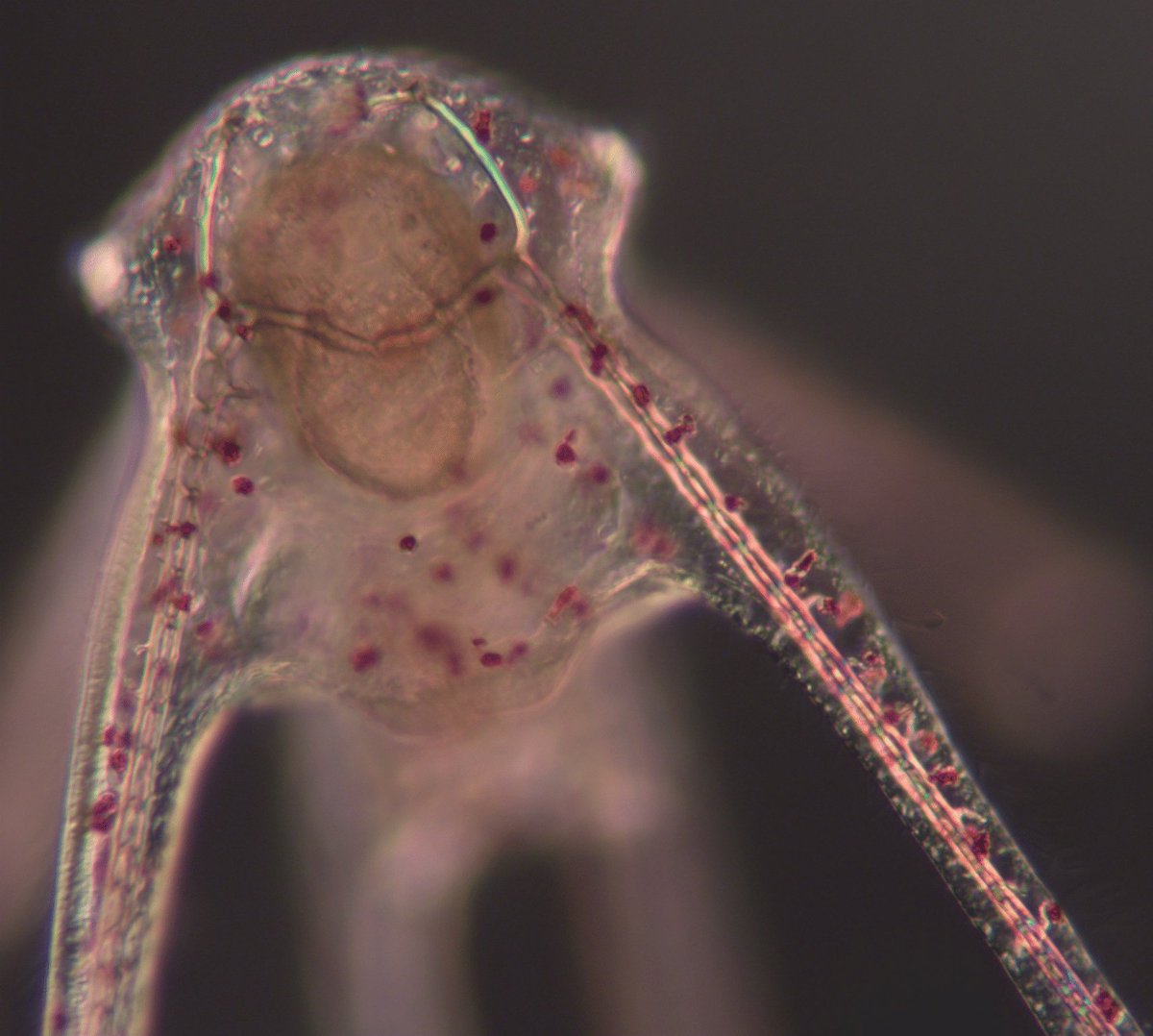 Here is an 8-day old sea urchin larva spawned in @SeaSim_AIMS this year. At 15-days they begin settling on the reef before metamorphosing into the ball of spines they're known for. We’re researching if they can adapt to future climate conditions across generations.