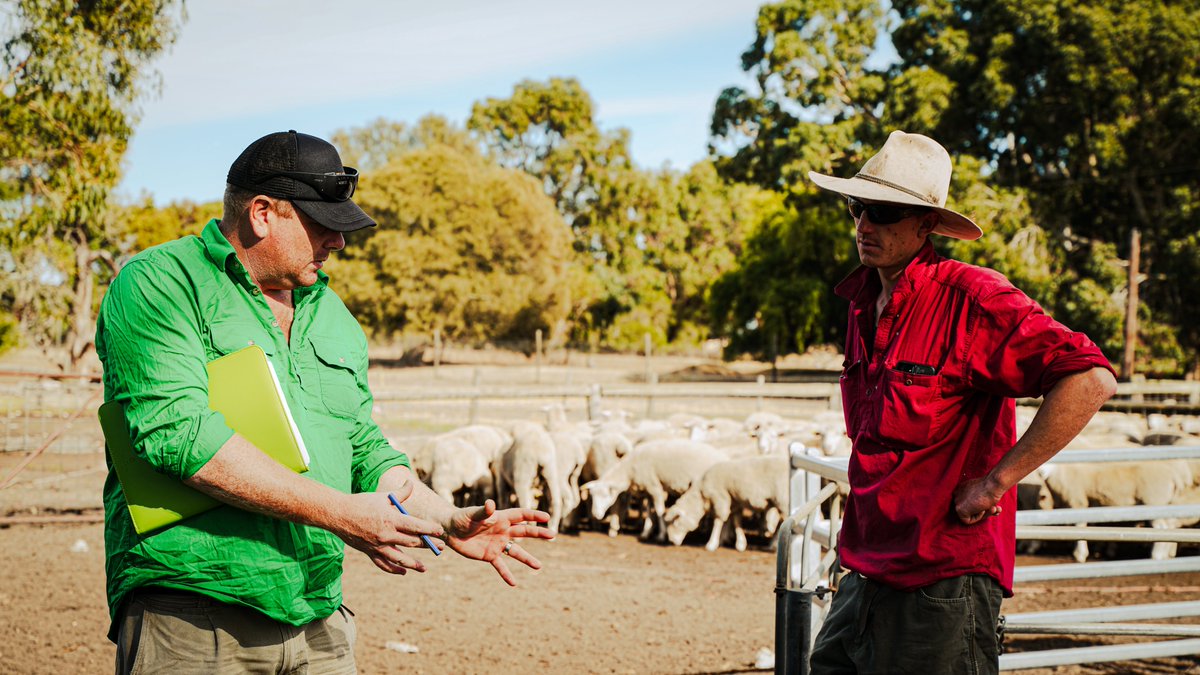 Are you already achieving 90% and beyond lamb survival? We would love to invite you to apply to become a T90 Trainer!
Apply here: towards90.com.au/t90contact
<a href="/Thrive_Agri/">Thrive Agri Services</a> <a href="/paradooprime/">Tim Leeming</a> <a href="/neXtgenAgri/">neXtgen Agri Ltd</a> <a href="/meatlivestock/">Meat & Livestock Australia</a>