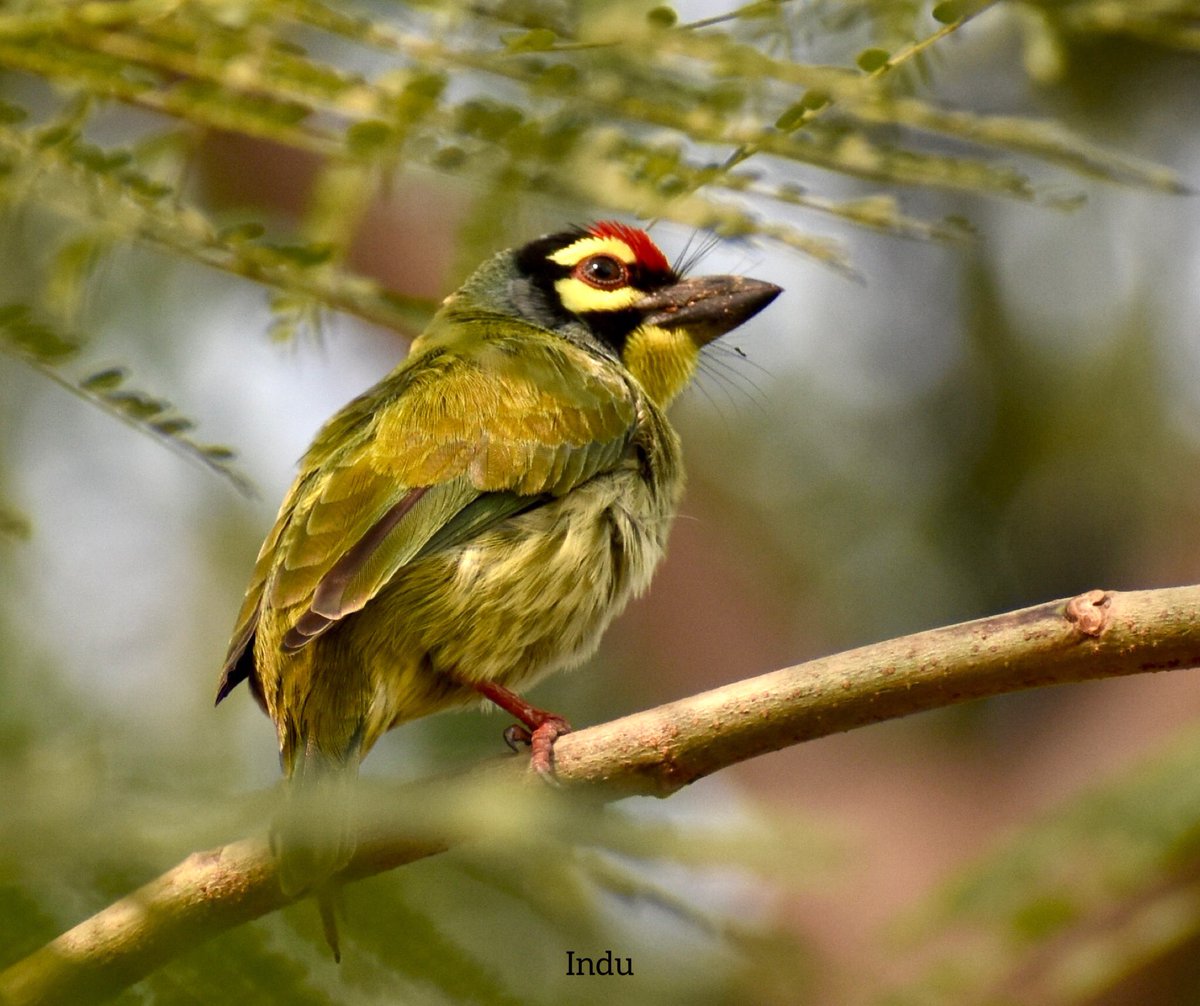 The #coppersmithbarbet dressed into the most beautiful colours of happiness , joy n life. May they stay forever in your life #ColourfulBirds #IndiAves #TwitterNatureCommunity
#Holi 
#Holi2022 
 #BirdsPhotography #BBCWildlifePOTD #ThePhotoHour