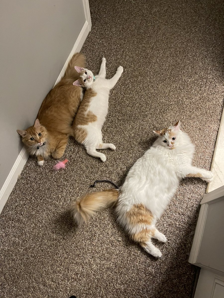 crispycam323's tweet photo. my sons are the best. that’s all. bye. https://t.co/RdaPcePx01
