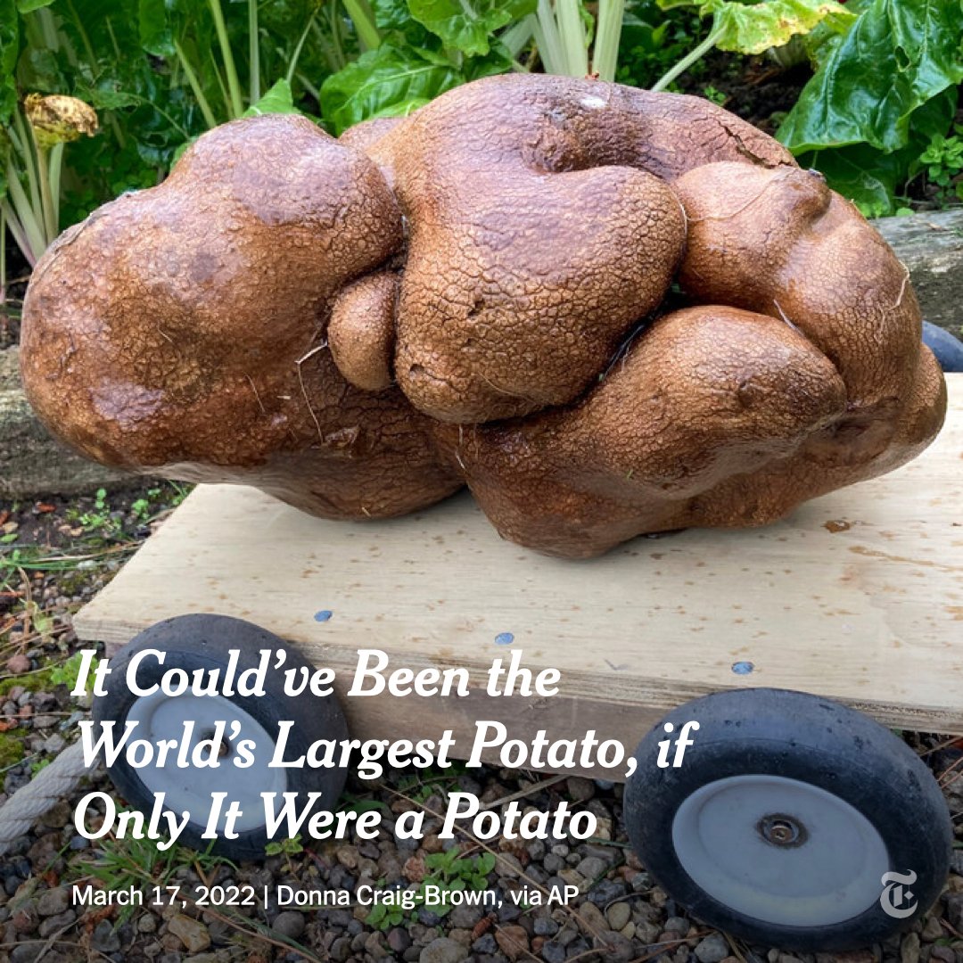 nytimes's tweet photo. This is Doug. Doug weighs 17.4 pounds, and looks and feels very much like a big potato.

A New Zealand couple found Doug, submitted an application for “the world’s heaviest potato,” sat back and waited. But then the results of a DNA analysis came in. https://t.co/fctCYQxbNI https://t.co/o6L5ap5JKl