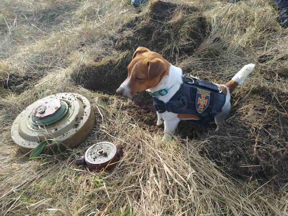Meet Patron, a two-year-old dog. He proves to be a soul and talisman protecting Chernihiv pyrotechnicians of the State Emergency Service of Ukraine. By the way, he is a cheese fancier, so the guys try not to miss out on fussing him over with the delicious food. #WARINUKRAINE #war