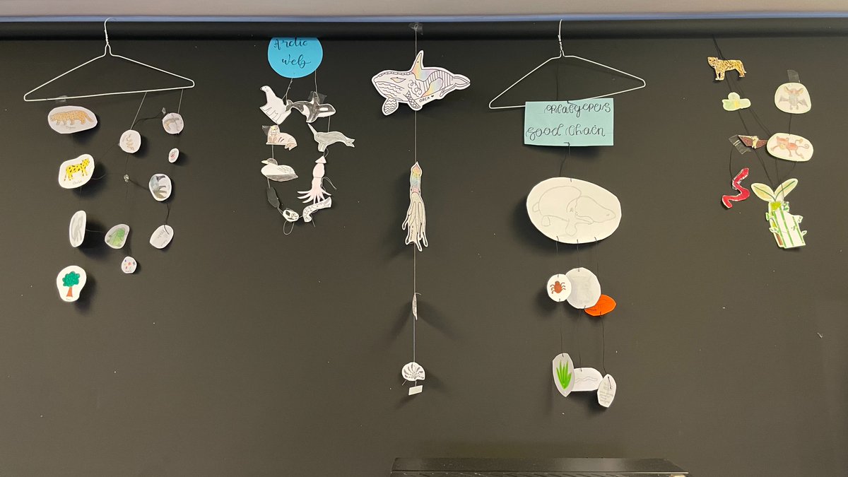 ScienceBHGirls's tweet photo. Celebrating British Science Week! Year 8 have been making food chains and food webs in Biology! How organisms get the energy to grow! @BritSciAssoc @ScienceWeekUK https://t.co/YvDRd2XQX1