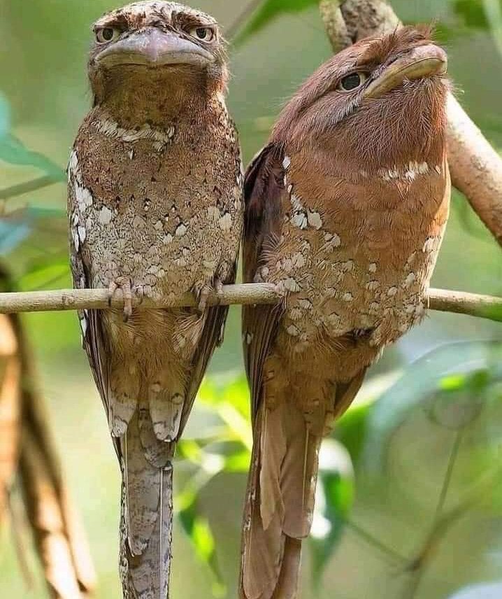 MariamG72817885's tweet photo. I don't like such jokes😣 do I look like frog🐦😜😜

#GreatThursday #BirdsSeenIn2022 #birdwatching #BirdsPhotography #birdwatching #wildlifephotography  #NaturePhotography #birdlovers https://t.co/DEwyUl08Cj