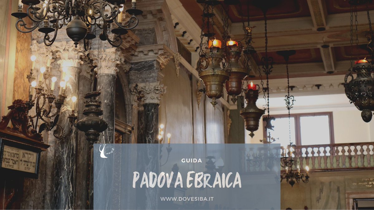 dovesiba tweet media