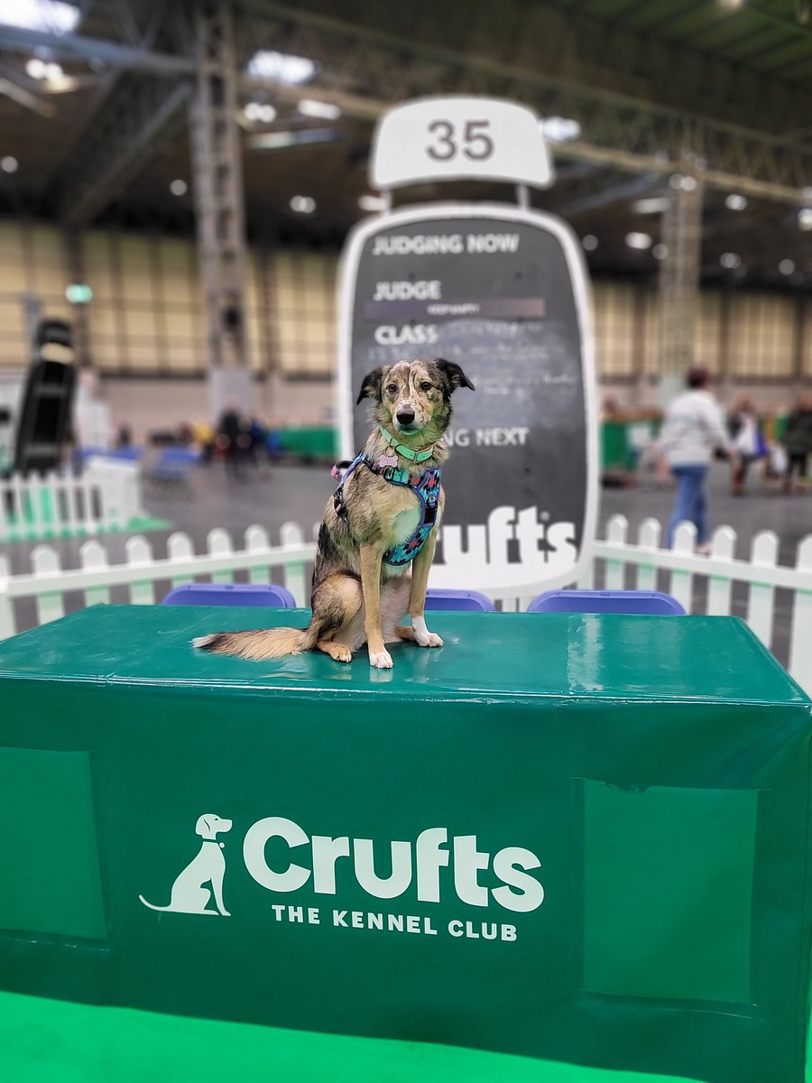 A cheeky photo in the rings 🙌

We loved crufts! Hoping to get an invite next year😍

#Crufts2022 #Crufts #twitterdogcommunity