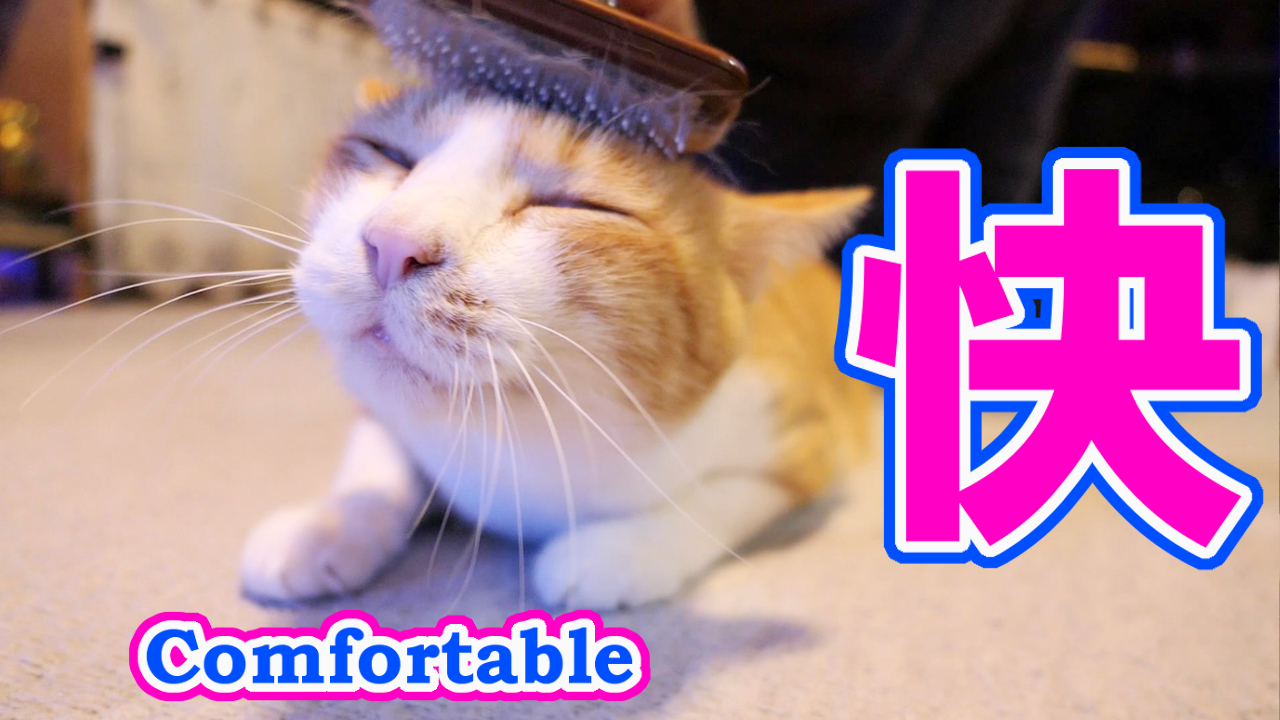 Follow 茶トラ猫つくね S Cat Tsukune Latest Tweets Twitter