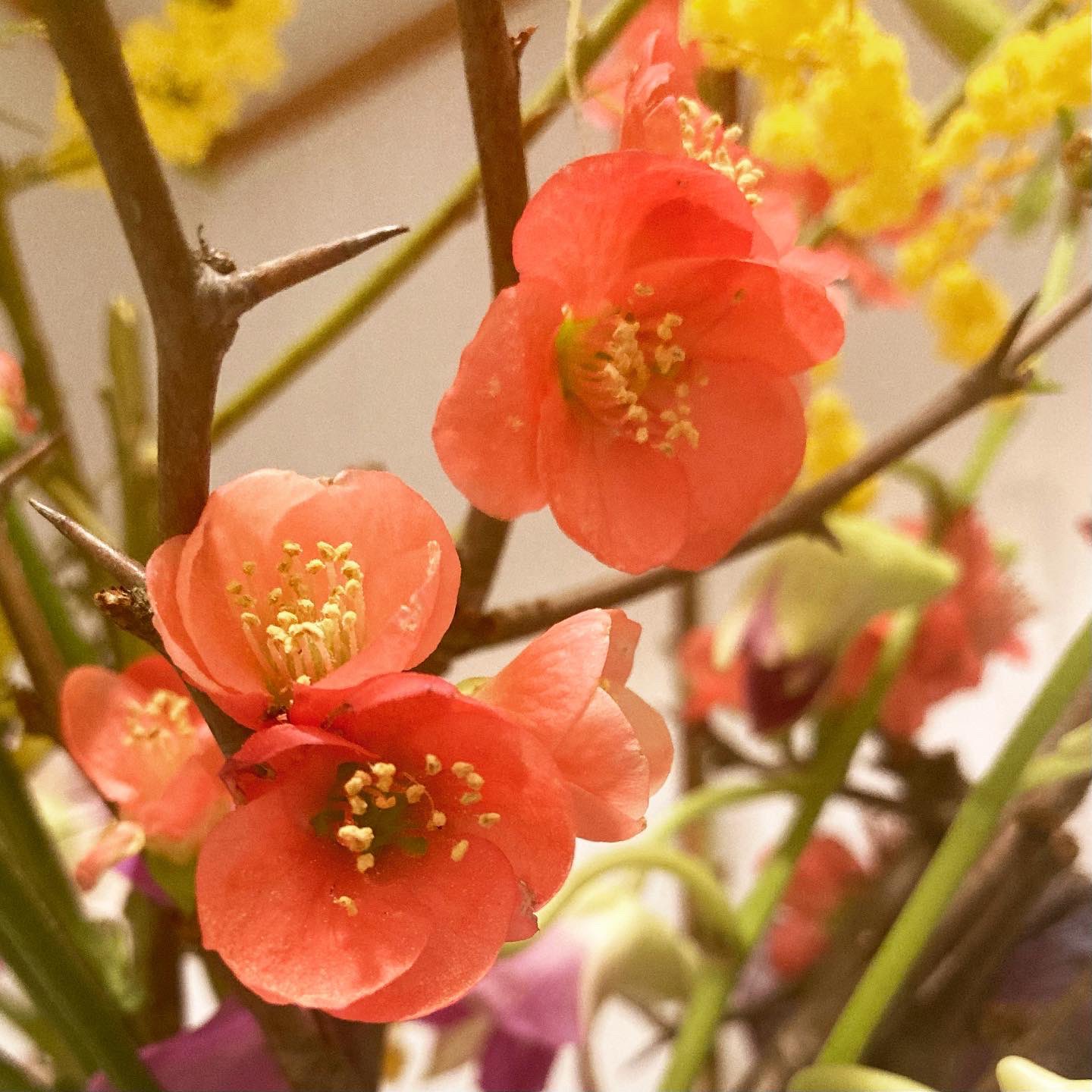 ハンドケア ネイルケア 桃の木 マリユキ ボケの花 です トゲがあるので結構危ないです 春早く咲くので先駆者と言う花 言葉があるそうですが 織田信長の家紋の花だからと言う説もあります どんな家紋だっけ って調べちゃいました 織田木瓜 オダボケ