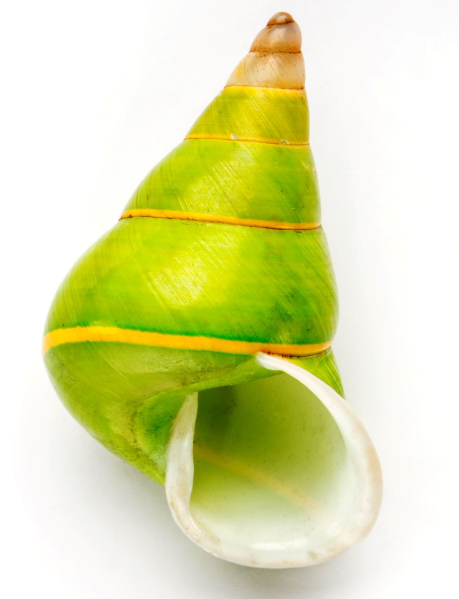 NHM_shells's tweet photo. Happy #StPatricksDay !
The green tree snails of Manus Island in the South Pacific Ocean are one of only a few molluscs that have shells the colour of vivid leaf green.
#InterestingShells @NHM_London
#FascinatingShells @UChicagoPress https://t.co/JFwz8B94qv