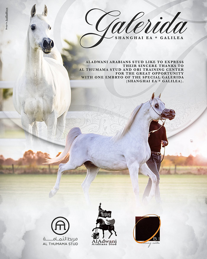 ArabianEssence's tweet photo. Thank you Al Thumama Stud
Click here to see High Resolution version:
https://t.co/62ZGVtH49z
#aladwaniarabiansstud #althumamastud #obitrainingcenter #galerida https://t.co/0Q9iuuOxqA