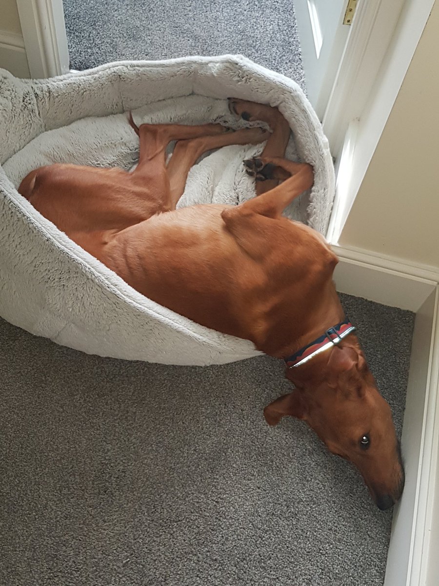NeverEndingMan's tweet photo. @PirateAbbie Here's your dog, forgetting how beds work. https://t.co/nECprqU8eH