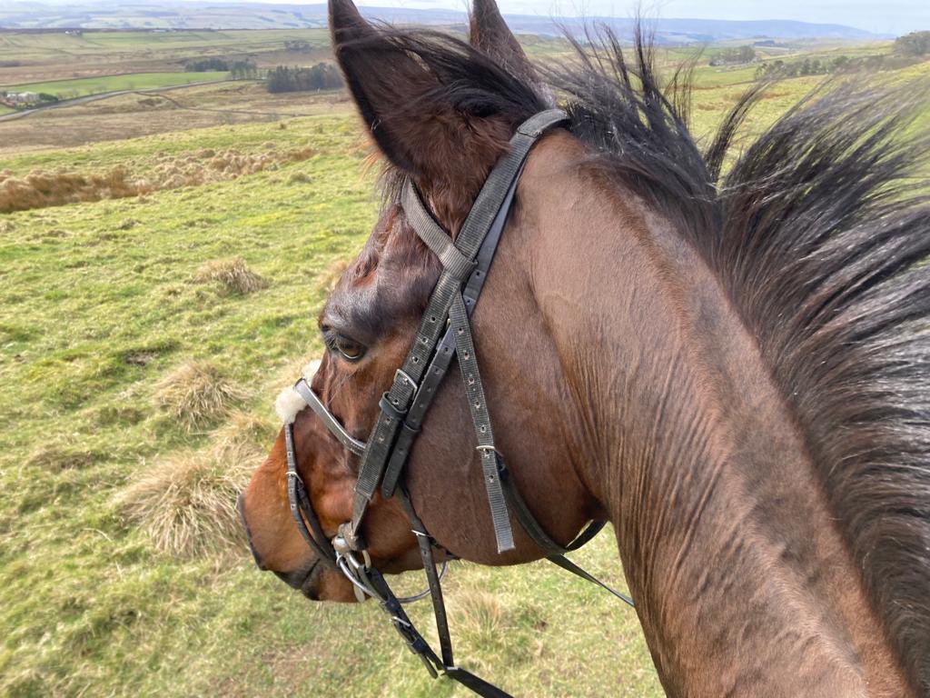 BeswickBrothers's tweet photo. No Cheltenham for us this year, we head north to @HexhamRaces with the lovely Choctaw Brave for @timreedracing & @harryreed8 in the saddle! Best of luck team 🍀
#frammassone #jumpslikeastag https://t.co/Igtoy0wOfs