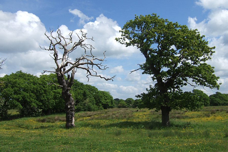 TEP_Ltd's tweet photo. TEP is very pleased to welcome #Arboriculture Consultant Rob Jones to the company.
Rob is going to be a key driver in helping TEP to expand its #TreeRisk Service and pioneer our new tree risk management software, #TreePlotter Risk.
To learn more>https://t.co/SVLOe6LGax
#Trees https://t.co/5sJbKxibBp