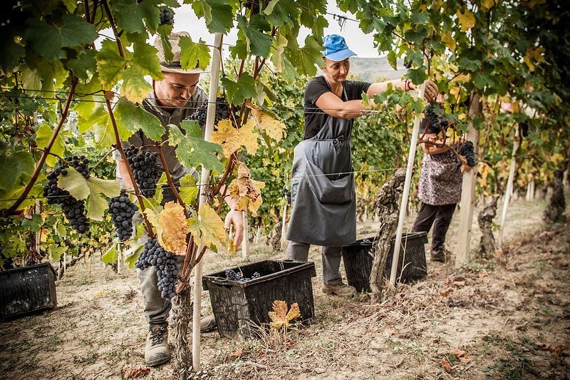 wineoneway's tweet photo. La Cantina Pertinace prende il nome dalla località, nel comune di Treiso, nelle Langhe del Barbaresco. La cantina, dal 1973, può contare su 110 ettari di vigneti tra i quali tre MGA: Catellizzano, Nervo e Marcarini.
.
#treiso #pertinace #langhe #barbaresco #wineoneway #WoW https://t.co/pWD0r8JhPM