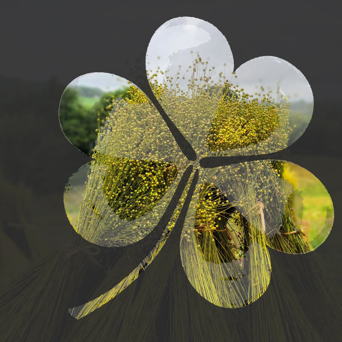 WmClark1736's tweet photo. Happy St. Patrick's Day! ☘

What would be more perfect to celebrate the day than an image from last year's beautiful flax harvest @mallonlinen in Co. Tyrone in Northern Ireland 

#stpatricksday #irishlinen #flax #harvest #ukmanufacturing https://t.co/YKVq51ioiv