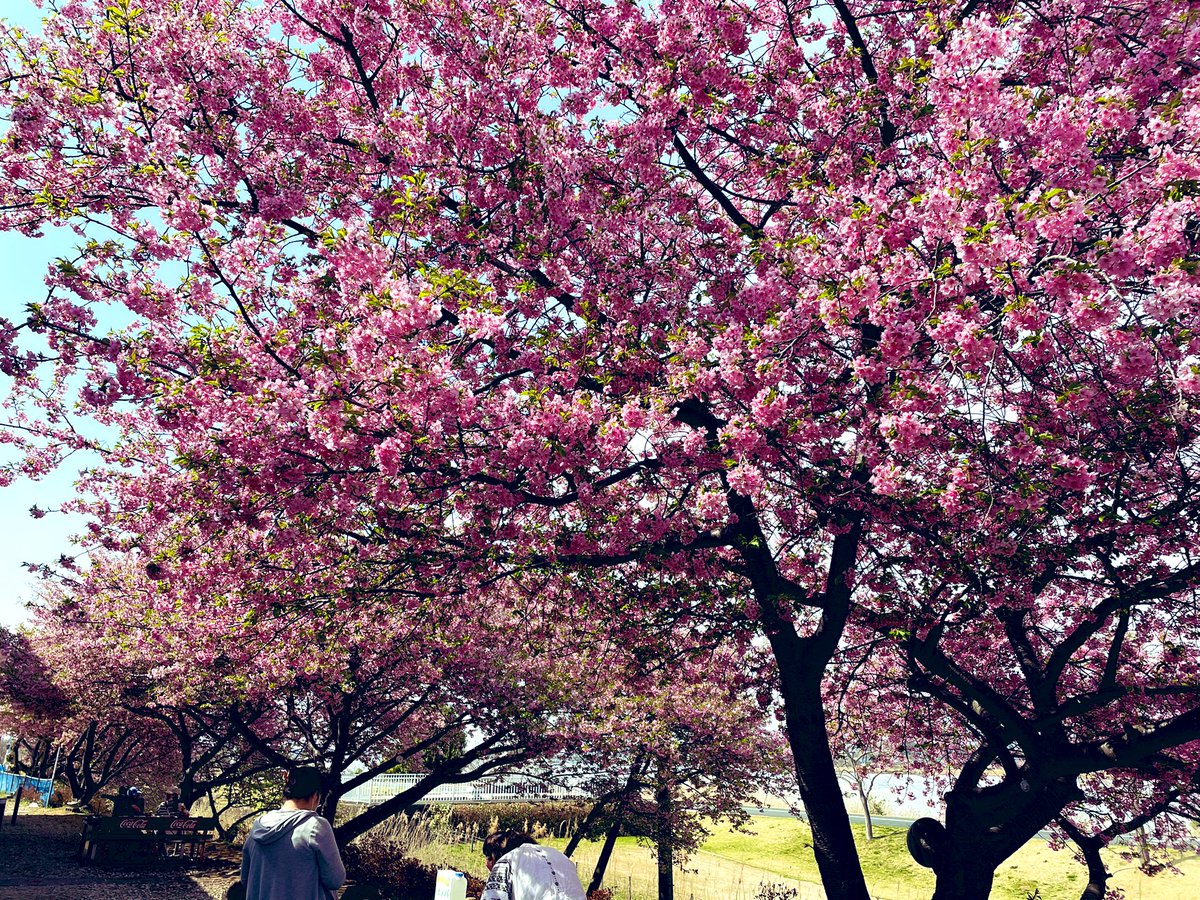 みか/mudmams tweet media