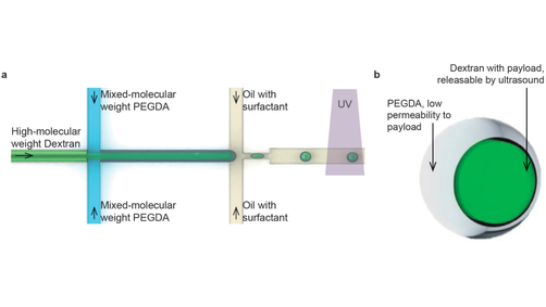 angew_chem's tweet photo. Ultrasound-Responsive Aqueous Two-Phase Microcapsules for On-Demand Drug Release @SiaBME https://t.co/bqDkcoY6MH https://t.co/nA5EzGZdiE