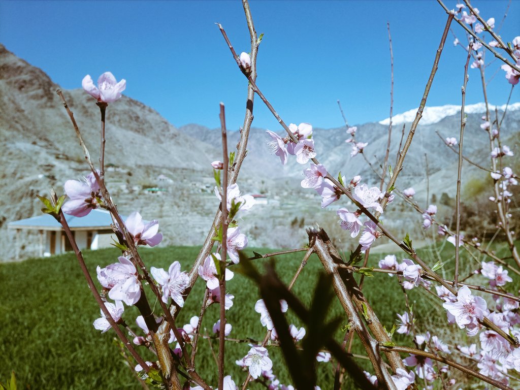 anilasyed17's tweet photo. Boson hoi ma Chitar😍
#bosoni
#tea
#Mirkhani chitral https://t.co/gps1tZOmXa