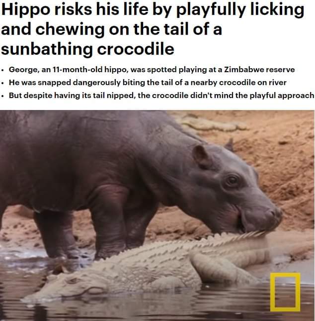 DNAsaur_'s tweet photo. How I, as a PhD student, feel while reviewing papers by extremely established scientists in my field

 @PhDVoice @AcademicChatter https://t.co/NnaiTyGLmJ