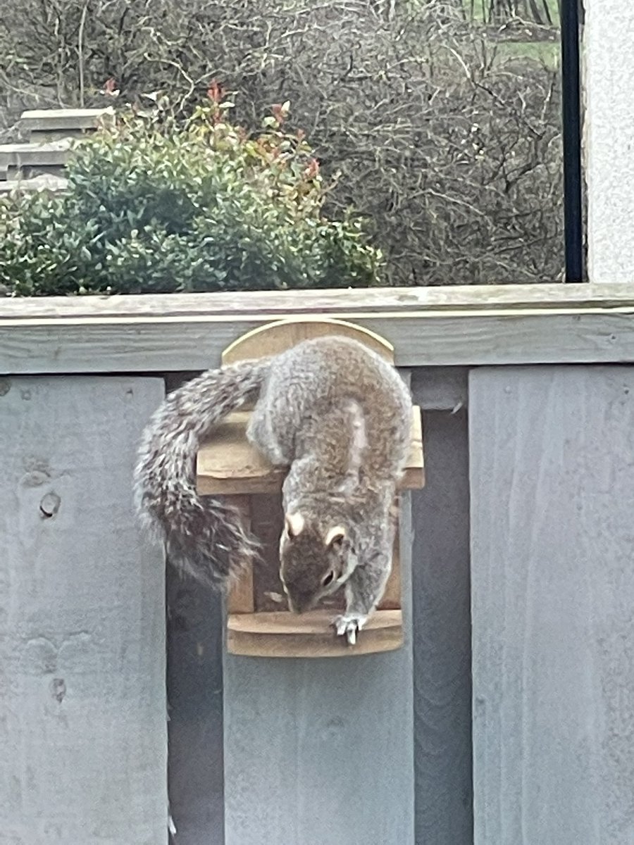 student_enviro's tweet photo. This guy visits my garden every day. I noticed a small stripe of fur missing on his back. It seems to be getting bigger too. Is a it a battle scar or something else? Any info would be appreciated!
#Squirrels #naturelovers #wildlifelovers #GardenTwitter https://t.co/sosUymII29