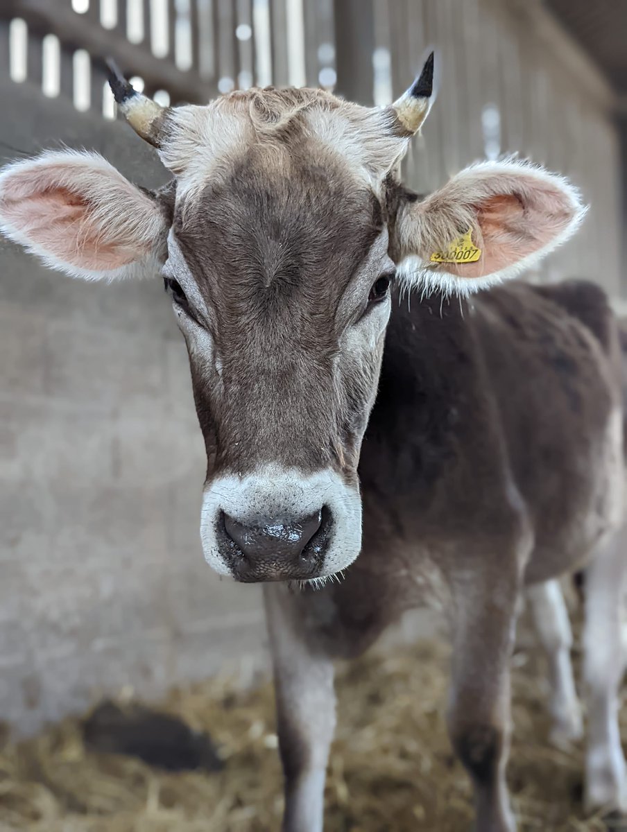 ahimsamilk's tweet photo. Today we celebrate Rainbow's birthday, she is two years old. She is a beautiful, calm and sweet cow.❤️🥰
#beautifulcow #happybirthday #slaughterfree https://t.co/ceSpuFQ8Qf
