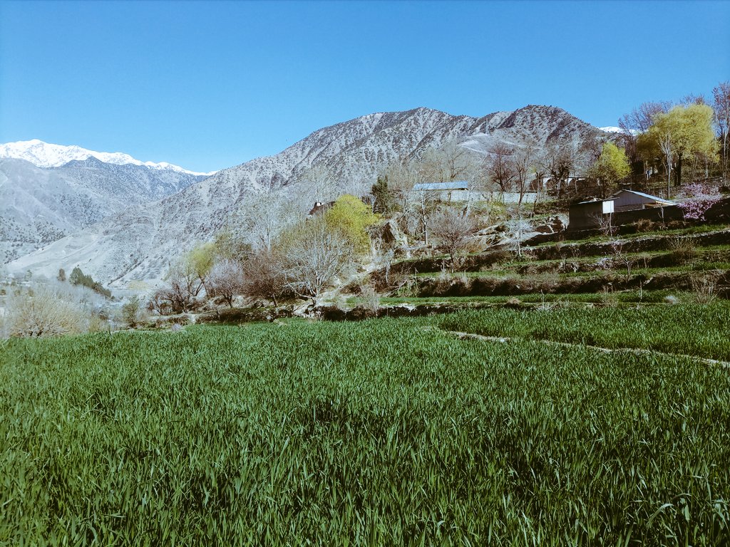 anilasyed17's tweet photo. Boson hoi ma Chitar😍
#bosoni
#tea
#Mirkhani chitral https://t.co/gps1tZOmXa