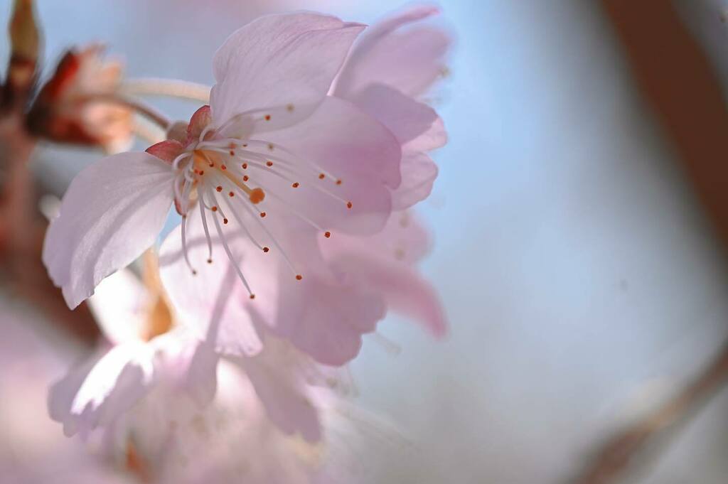 DL650XT's tweet photo. May it be
the shadow’s call
Will fly away
May it be you journey on
To light the day
When the night is overcome
You may rise
to find the sun

#flower 
#flowerstagram 
#floweroftheday 
#flower_special_ 
#cherryblossom 
#pinkflower 
#sakura 
#flowerstagram … https://t.co/8xxH6Mw6qf https://t.co/VYbcpAQhwn