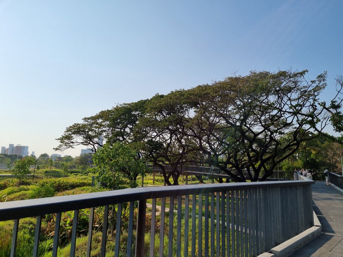 felin_falin's tweet photo. 🌳🌳🌳 https://t.co/s8aBhf1lM9