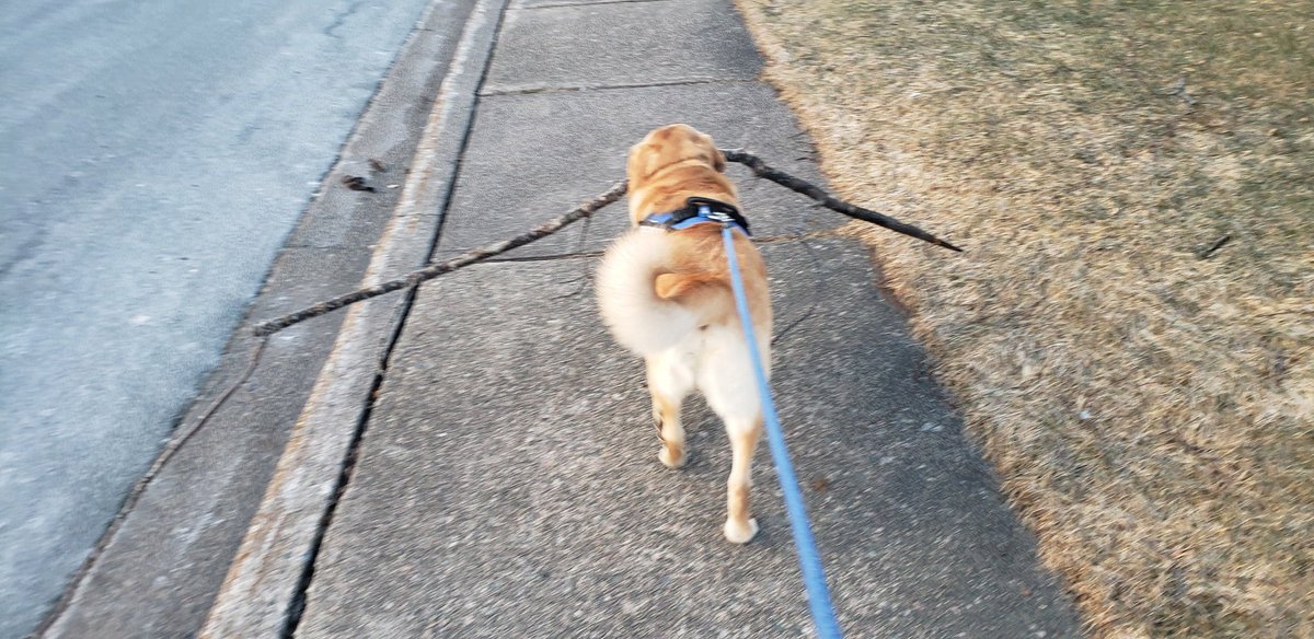 tisshe's tweet photo. Casey's stick-collecting obsession is beginning to get out of hand. #dogs #dogsoftwitter #dogsofnewfoundland https://t.co/yoRHvpUKqb