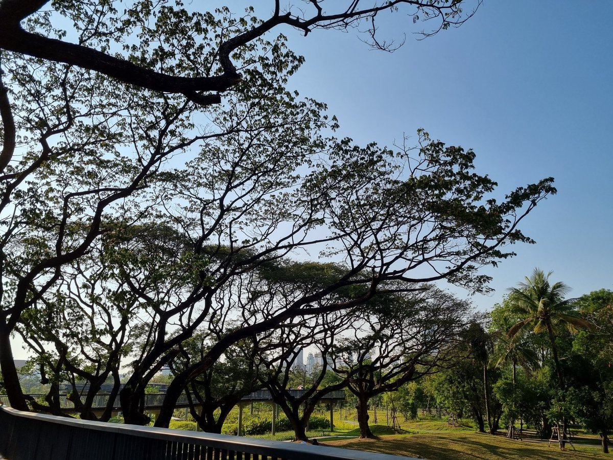 felin_falin's tweet photo. 🌳🌳🌳 https://t.co/s8aBhf1lM9