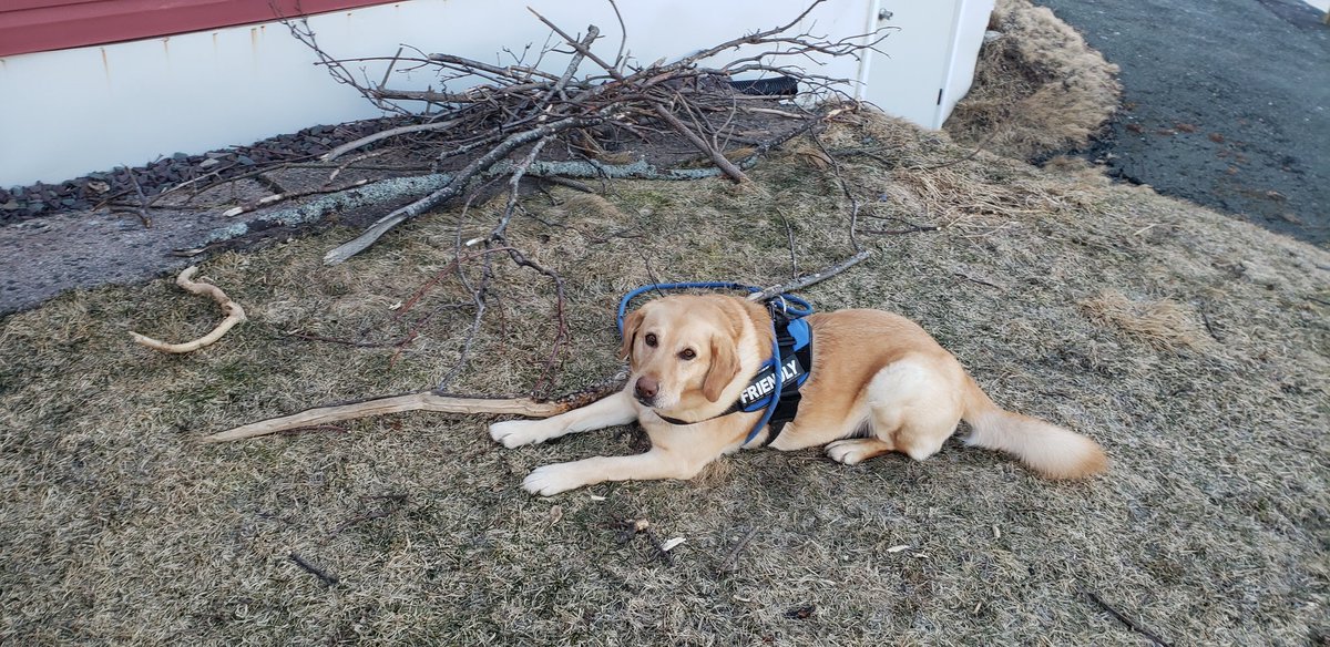 tisshe's tweet photo. Casey's stick-collecting obsession is beginning to get out of hand. #dogs #dogsoftwitter #dogsofnewfoundland https://t.co/yoRHvpUKqb