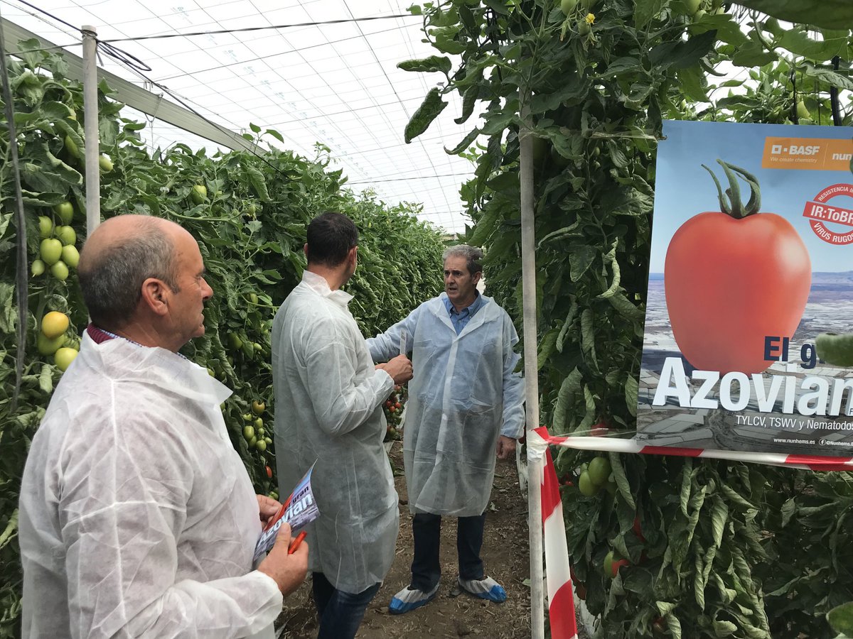 elviravitores's tweet photo. Probablemente el 🍅 pera más  versátil del mercado. #Azovian de #Nunhems ⁦@BASF_AgroES⁩ ⁦@ManuelaManoli⁩ https://t.co/2UHt5ewhp3