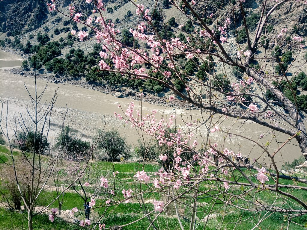 anilasyed17's tweet photo. Boson hoi ma Chitar😍
#bosoni
#tea
#Mirkhani chitral https://t.co/gps1tZOmXa