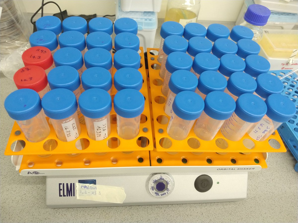 Grow my babies grow 🦠🧫💓
40 bacteria strains growing from several days to make a Syncom...so exciting!!!
#microbiology
#fellinlovewithmicrobiology
<a href="/UniCologne/">Universität zu Köln</a>