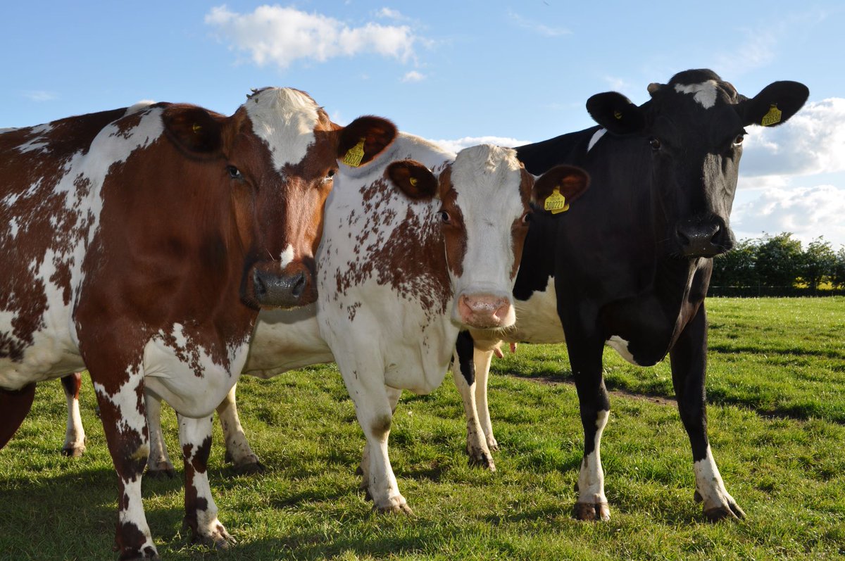 AC0RNDAIRY's tweet photo. Spring is nearly upon us, which means it's one of the highlights in our farming year… Spring Turnout for our ladies.

Not sure what we mean? Read all about last year’s Turnout in our blog: https://t.co/eqCmcGYUIb

#OrganicFarming #Farming #SpringTurnout #OrganicFarm #Spring https://t.co/47OPZFHjAi