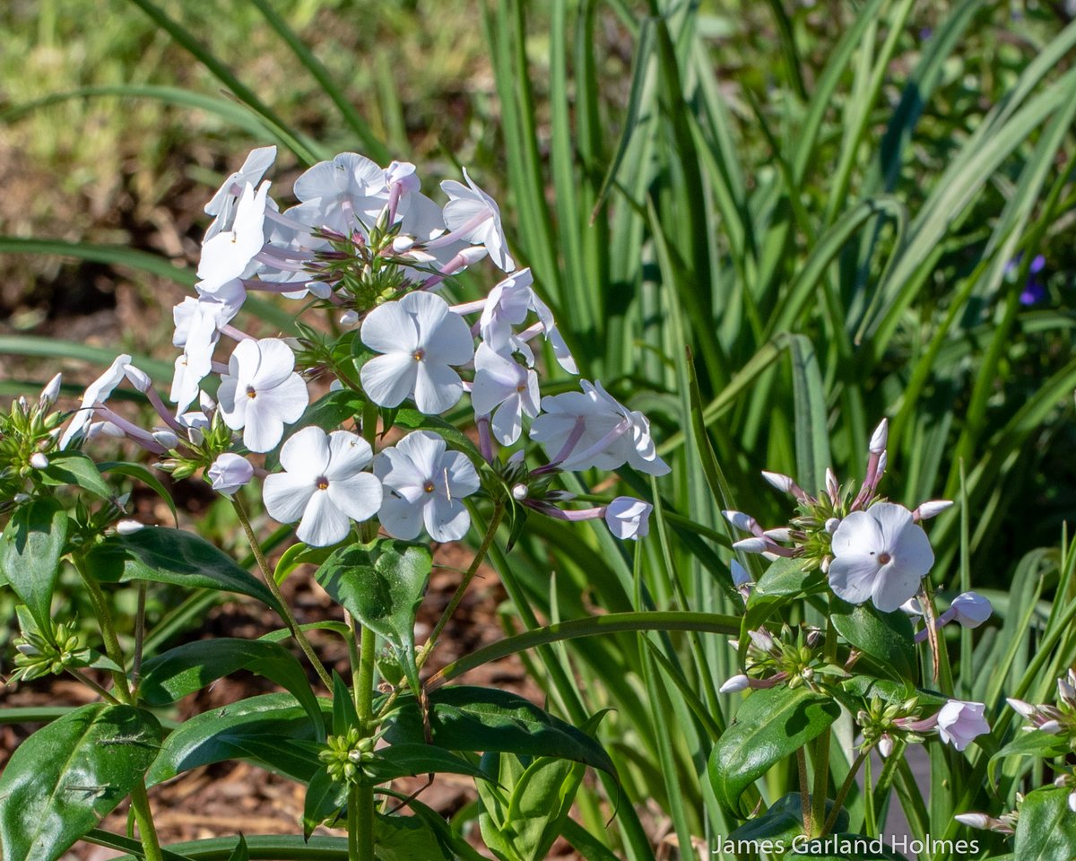 PHarrishort's tweet photo. ‘Fashionably Early Crystal,' Hybrid Phlox, taller variety, middle to back of the border, early blooming, long blooming, full sun, pollinator garden, read more at https://t.co/xVsn6ghD9N @flowers @finegardening @epicgardening @GardeningPhotos @gc_houston @mgscc @TheFlowerWorld https://t.co/micFt4YL1g