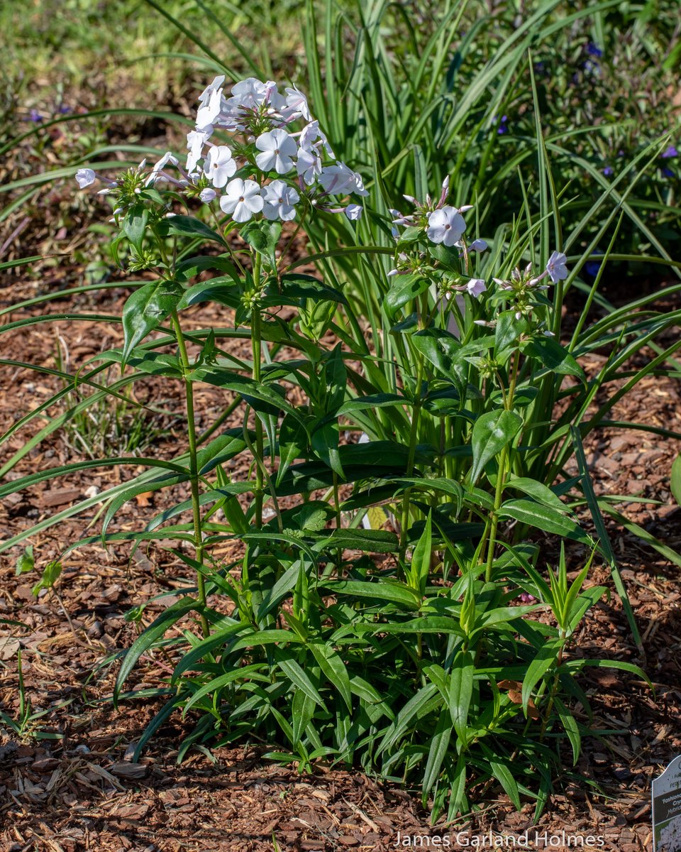 PHarrishort's tweet photo. ‘Fashionably Early Crystal,' Hybrid Phlox, taller variety, middle to back of the border, early blooming, long blooming, full sun, pollinator garden, read more at https://t.co/xVsn6ghD9N @flowers @finegardening @epicgardening @GardeningPhotos @gc_houston @mgscc @TheFlowerWorld https://t.co/micFt4YL1g