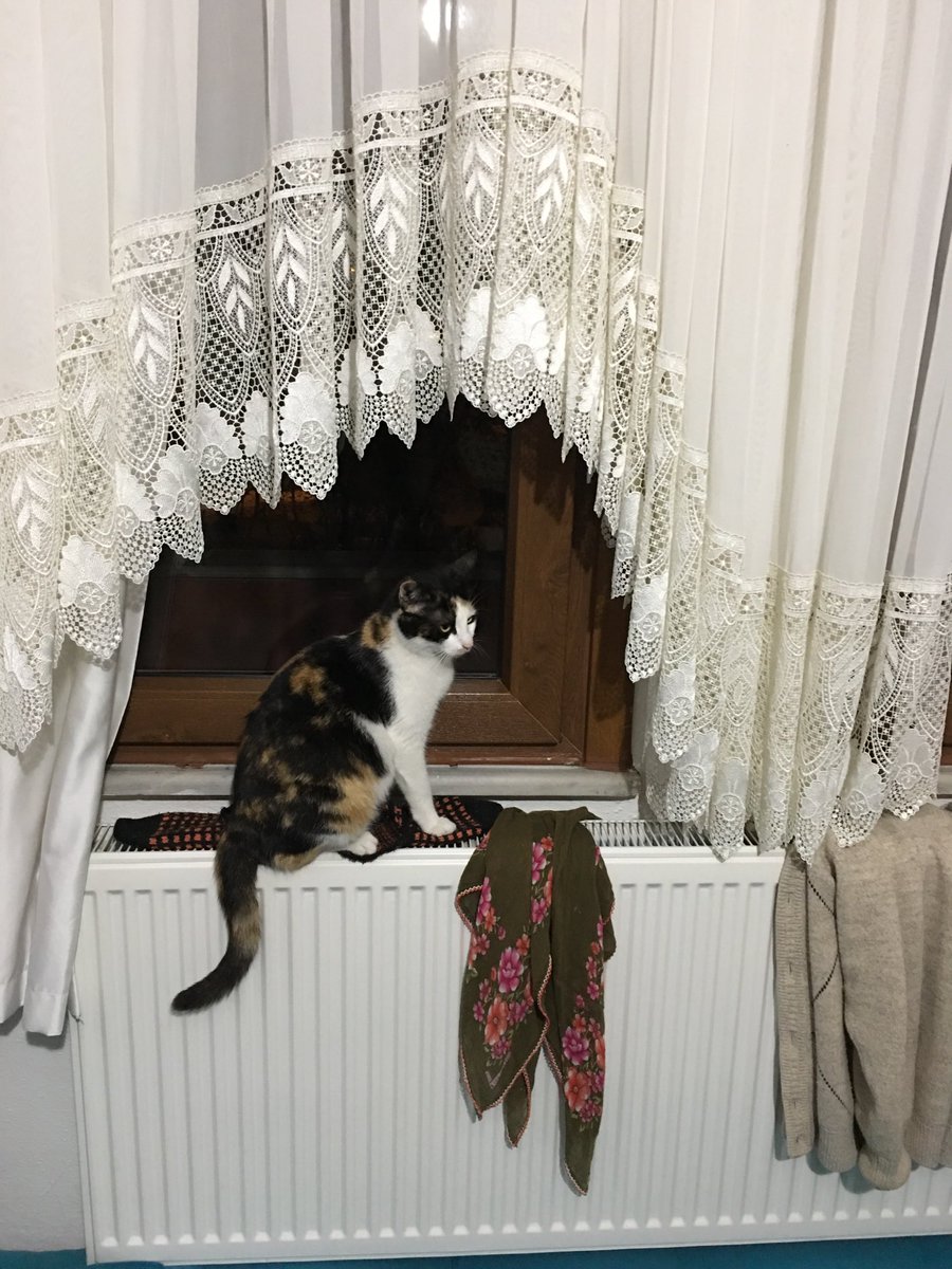 Ondan iyisi yok.hanımefendi kendisi hamile.bakalım ne zaman doğuracak yavruları?🤔😀