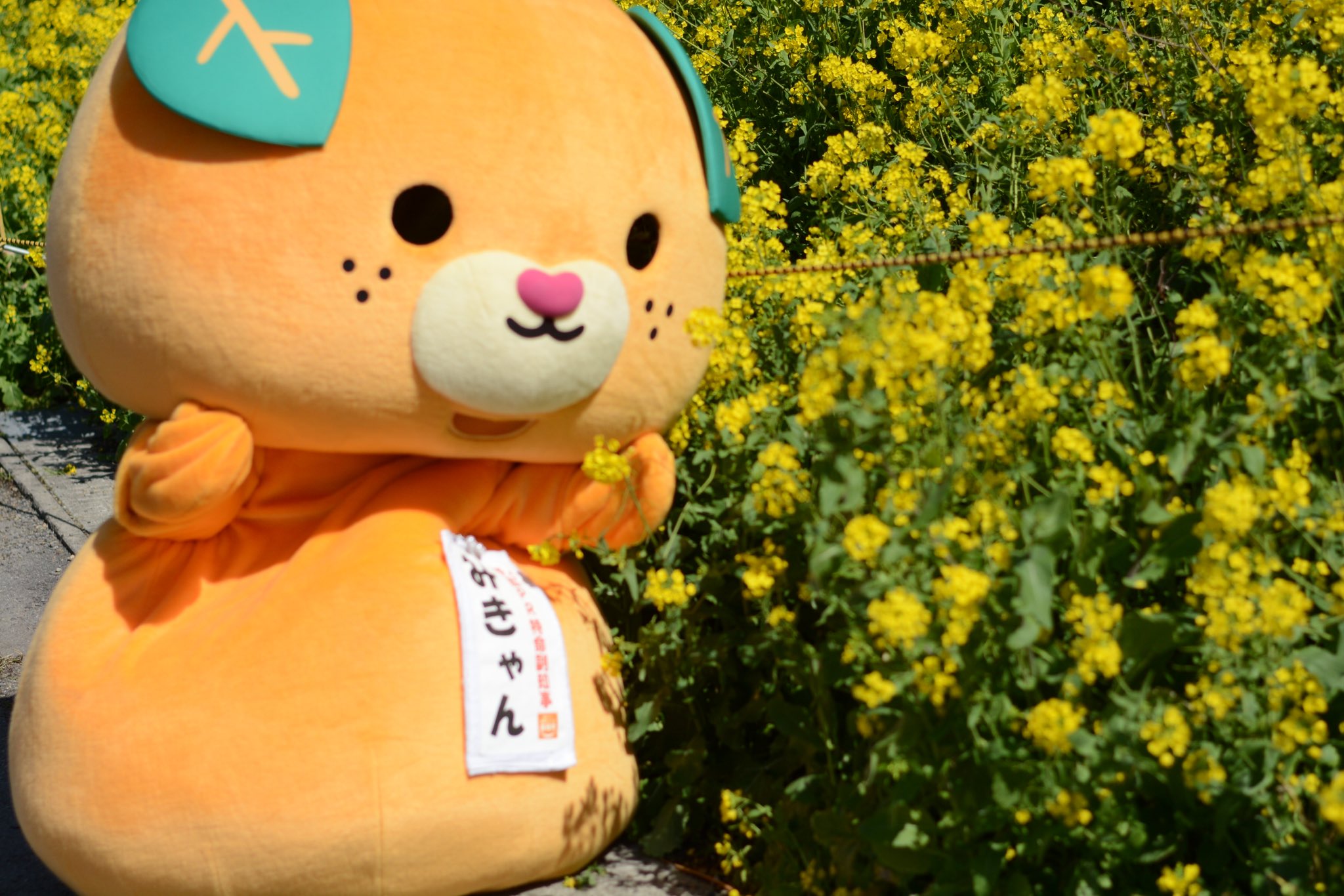 みきゃん 公式 愛媛県イメージアップキャラクター こんにちきゃん ᆺ あったかい日が続くねぇ みんなは花粉症 だいじょうぶ みきゃん 愛媛県 菜の花 T Co 4esgvsn2fm Twitter みきゃん 公式 愛媛県イメージアップキャラクター こんにちきゃん ᆺ あったかい日が続くねぇ みんなは花粉症 だいじょうぶ みきゃん 愛媛県 菜の花 T Co 4esgvsn2fm Twitter